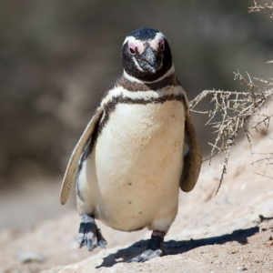 Navegación Pingüinera