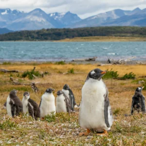 Navegación Pingüinera